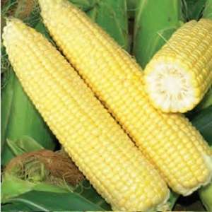 Хаммер F1 - кукурудза цукрова, (Lark Seeds) фото, цiна